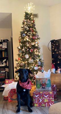 Our dog Siri in her Christmas bandana after grooming.