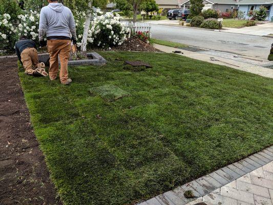 Our sod still looks this good months later