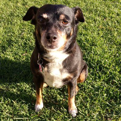 This is Zoe.  She and I are spending some time at the Upland Mount Baldy View Dog Park. I have been petsitting Zoe and sister Minnie for 4y.