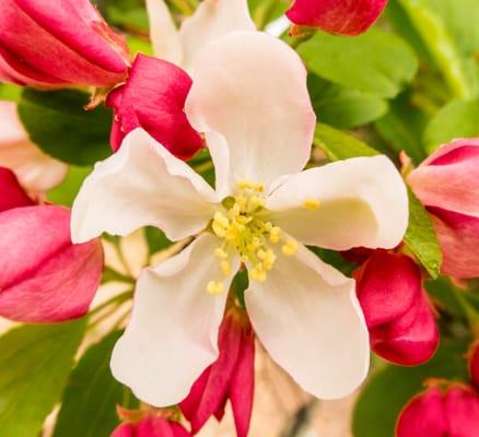 Flowering tree