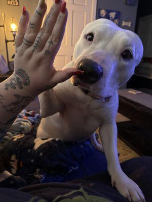 Client Ragnar giving paw