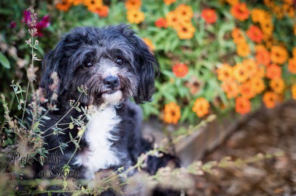 Cooper just playing in the plants.