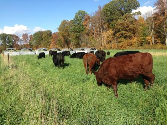 Our 100% grass-fed cattle grazing in front of our chicken "tractors".  The chickens follow behind and fertilize the short grass.