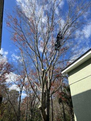 Trimming large tree away from rooftop.