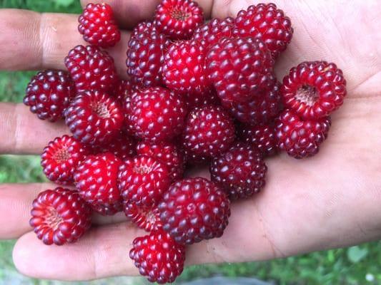 Random Handful of Wild Raspberry