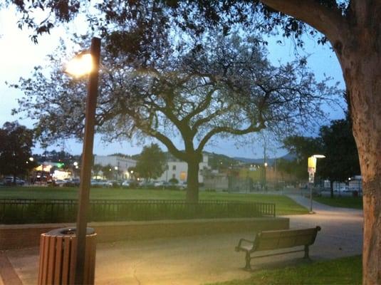 A beautiful tree with the skateboard park beyond it.