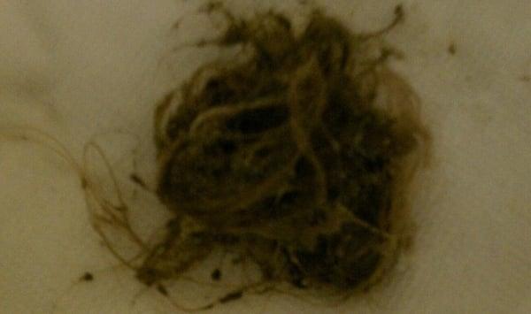 Hair from drain after first shower.  Except for rug, place was filthy at arrival.  Appliances, cabinets, drawers, bathroom yuck!