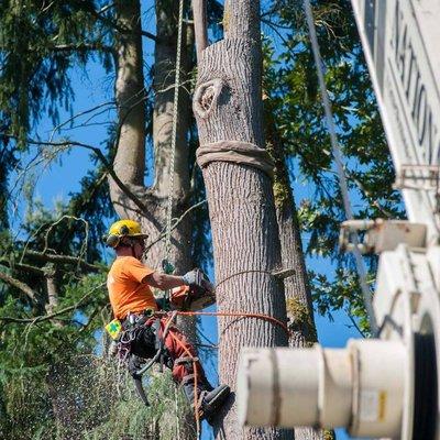 Quinn Climbing Tree Removal