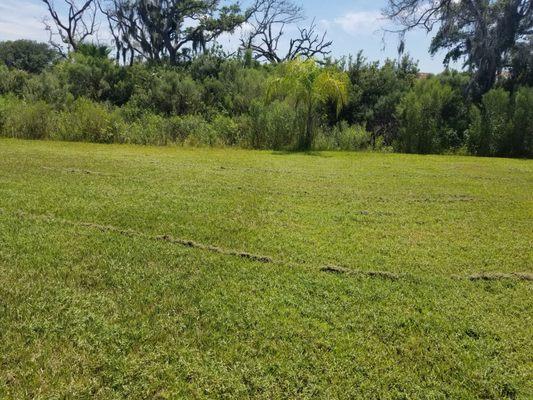 Piles of grass clippings. They mowed the front yard and skipped the back the last time around. That is what lead to this.