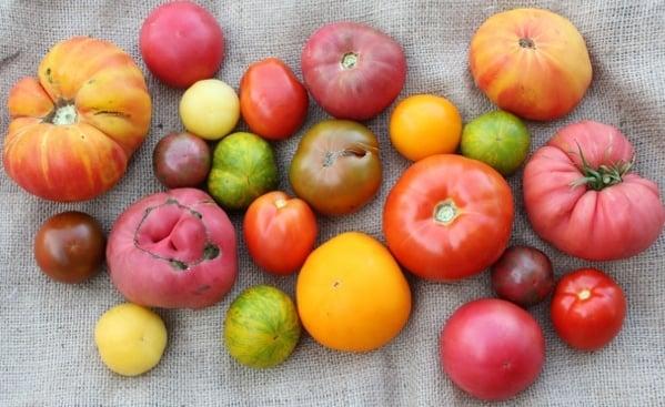 some of the heirloom tomato varieties that we grow