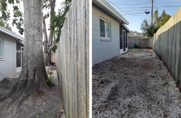 This is the 2 trees at how close they had grown to the house.