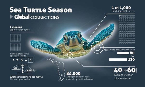 Learn about turtle season