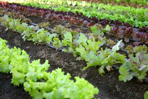 Rows of Lettuce rippening in the field.