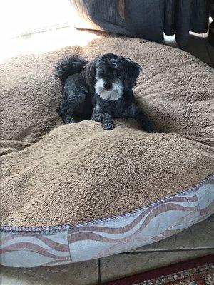 Cooper... my handsome Yorkiepoo with a goatee!