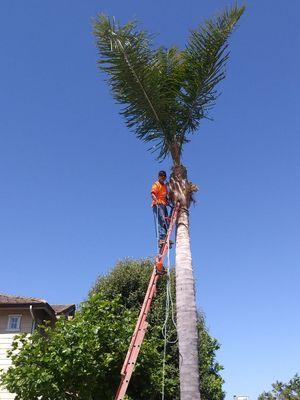 One of my workers trimming a queen palm for a motel in port hueneme ca