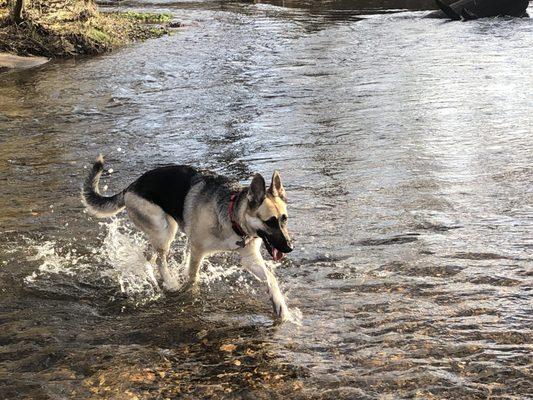 Auburn Ravine dog park #Chelsea