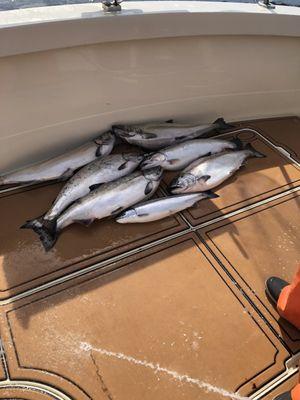 Salmon and steelhead trout.