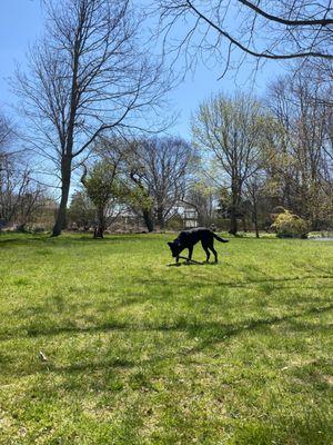 The fenced off backyard where your pup can run freely!