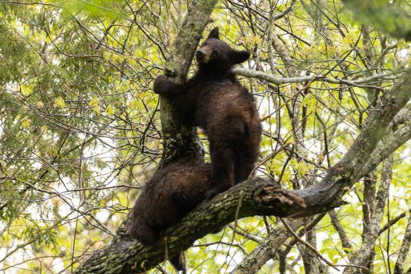 Two brothers are about 30-40 feet up, and I am 65 yards away, shooting through the forest.