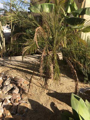 Struggling date palm