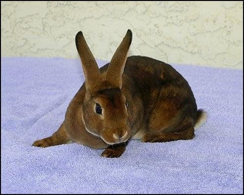 This is Sonora... just one one of the lovely bunnies waiting for you at Brambly Hedge