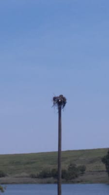 Osprey nest