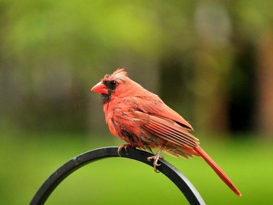 Cardinal