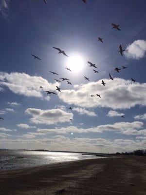 Wolly Yacht Club meets Flock of Seagulls