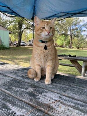 Einstein our guest kitty