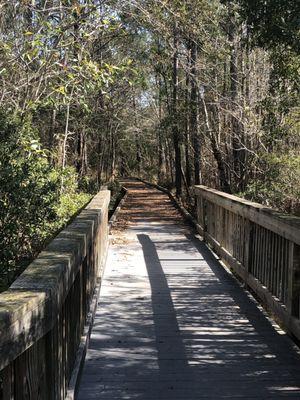 Boardwalk into the woods