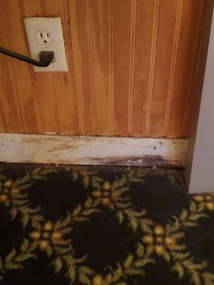 Mold filthy carpet