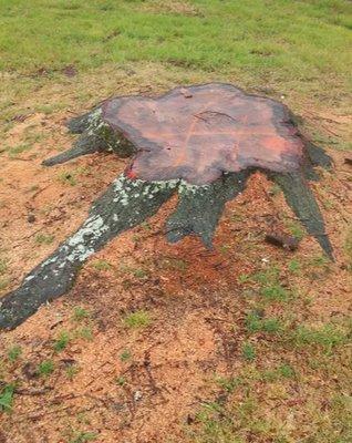 Before stump grinding