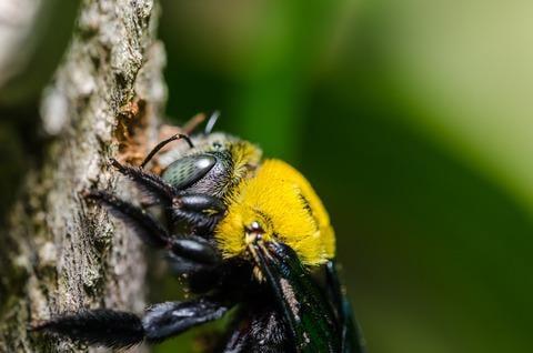 Carpenter bees have strong jaws, to drill into trees - and wooden structures!