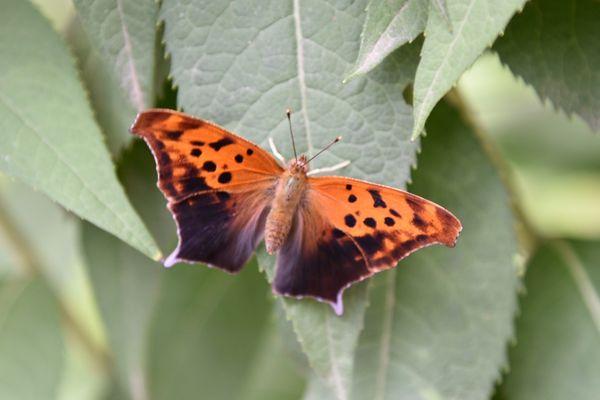 Butterfly in the butterfly garden