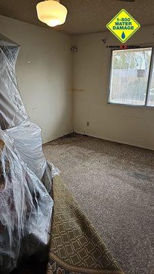 Mold on wall, baseboards, and carpet