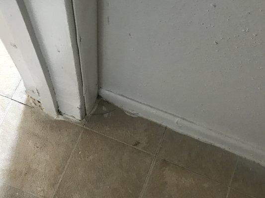 Dead bugs/ water damage floor/wall