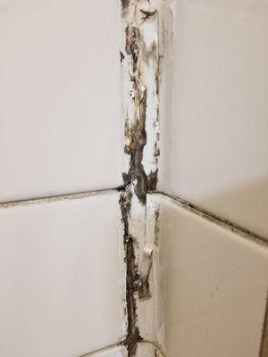 Showers full of mold