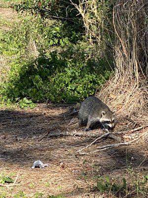 Wild raccoon approaching us on the 16th tee box.