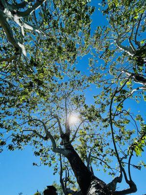 When we prune your trees, we let natural light flow through the tree branches to help your tree be more healthy..