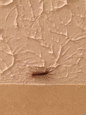 House Centipede