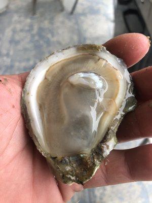 Fresh Louisiana Oysters