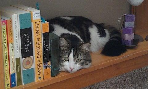 One of our congregants cats with a few of the Science of Mind books that we use.