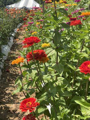 buy a 5 gallon bucket of Pick your own flowers?!? Life is good at the farm summertime on the farm. Looking forward to Spring tulips