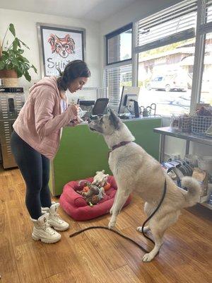 This lil lady loves her liver treats and brings mom to the shop everyday!!! Even when we are not open!! Lol