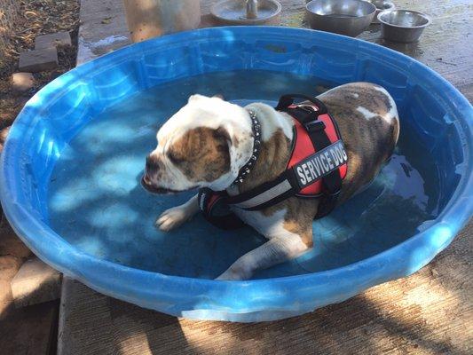 Pool time at the dog park