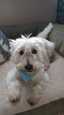 Walter, 7yo Westie