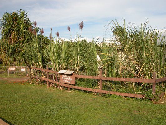 A display of the Sugar Cane that was part of the Plantation era.