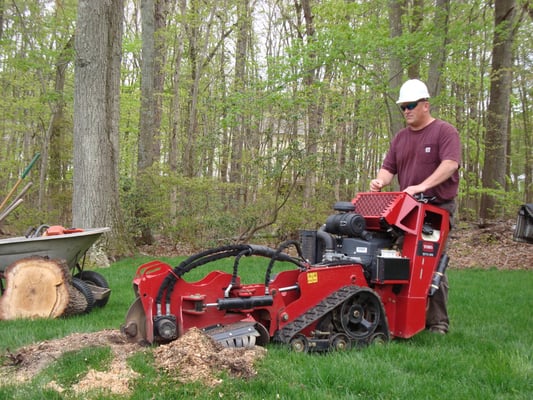 Tree Removal services and stump removal services   on the Eastern Shore of Maryland. Easton MD.