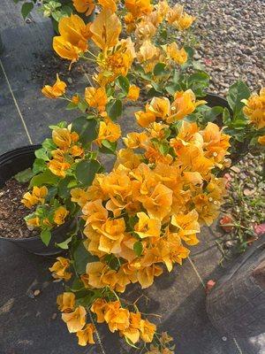 The best selection of healthy plants. Golden bougainvillea