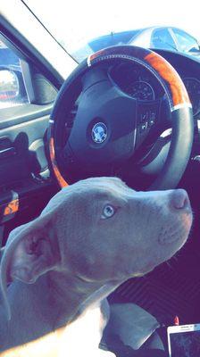 My pup and bmw 335i